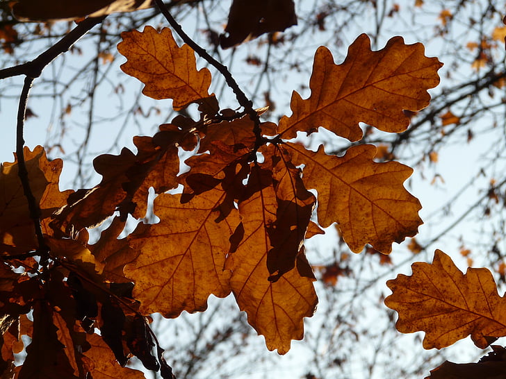 eik blader, eik, Quercus, fastsittende eik, Quercus petraea, Vinter eik, gyldne høsten