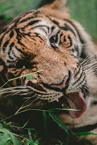 Harimau, hewan, satwa liar, alam, bambu, daun, menggembalakan kucing