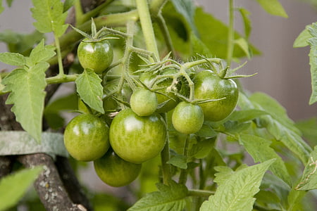 tomate, planta, comida, produtos hortícolas, verde, natureza