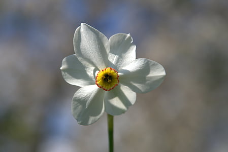 Narcis, květ, kvetoucí, Příroda, kvetoucí, závod, zahrada