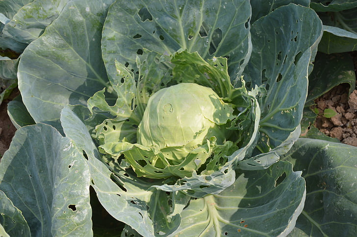 cabbage, green, growing, farm, garden, organic, weeds