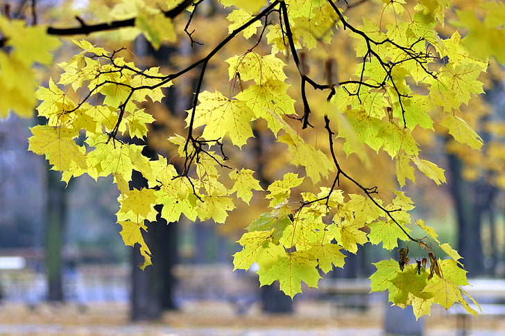 Outono, Parque, amarelo, folhagem, espaçador, Varsóvia, árvore