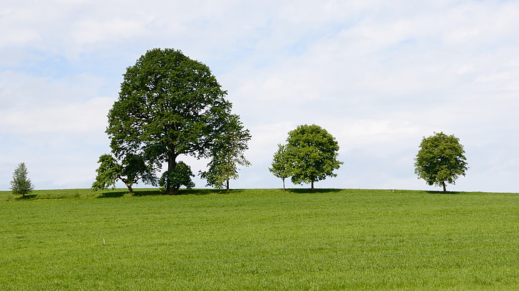 trees, grove of trees, meadow, nature, field, sky, group