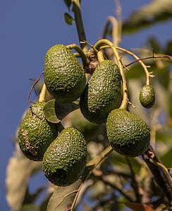 Hass avokado, Avokado, meyve, Yeşil, olgunlaşmamış, ağaç, sağlıklı