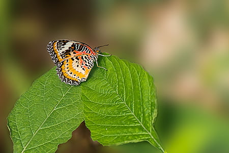 papillon, cyane Cethosia, l’Asie, insecte, feuille, un animal, animaux à l’état sauvage
