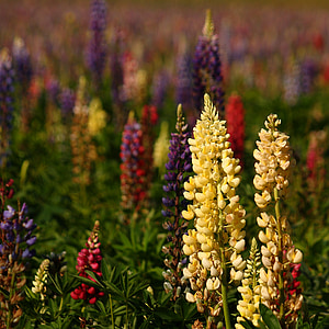 lupins, natural, summer, flower