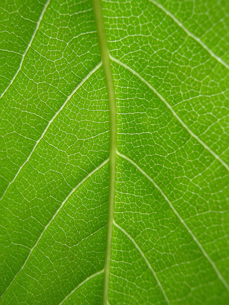 leaf, green, veins, nature, plant, foliage, pattern