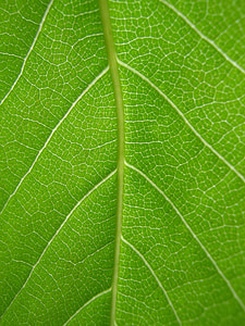 blad, groen, aderen, natuur, plant, loof, patroon