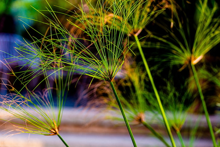 Cañas, verde, patrón de, naturaleza, hierba, al aire libre, planta