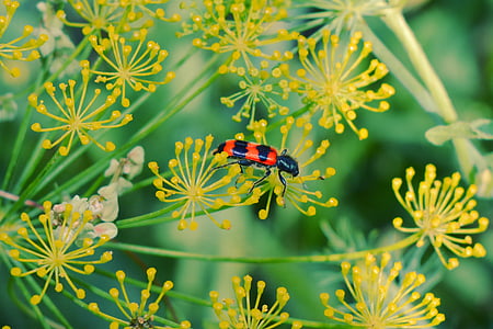 insect, flowers, red, black, green, yellow, ladybug