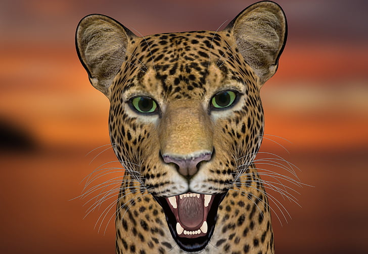 léopard, tête de léopard, monde animal, gros chat, Predator, Wildcat, animal sauvage