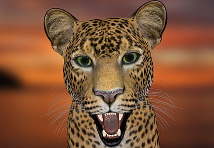 Леопард, Голова леопарда, Животный мир, Большие кошки, Хищник, Дикая кошка, Дикое животное