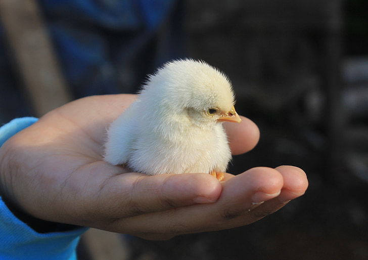chick, kylling, Nuttet, baby fugl, lille, fluffy, dyr