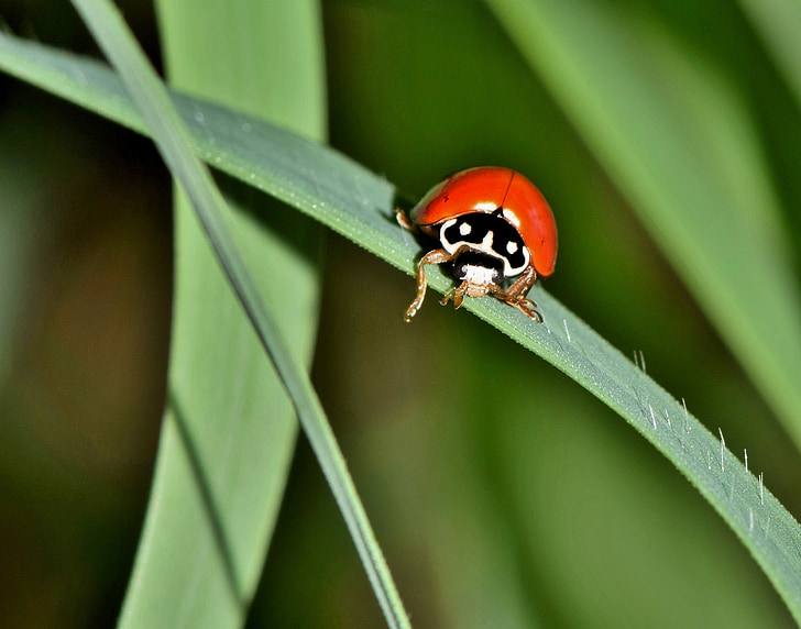 leštěný lady beetle, Lady beetle, Beruška, Chyba, brouk, hmyz, tvor