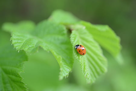 leaf, ladybug, green, beetle, nature, insect, points