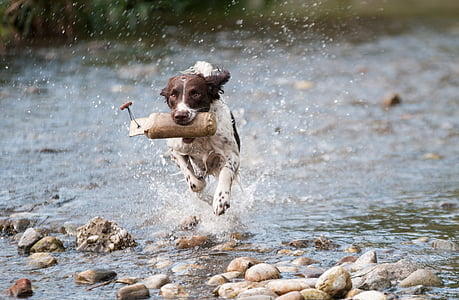 pes, vody, spustiť, pohyb, radosť, striekajúcej, jedno zviera