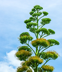 Agave Blume, Agave, Anlage