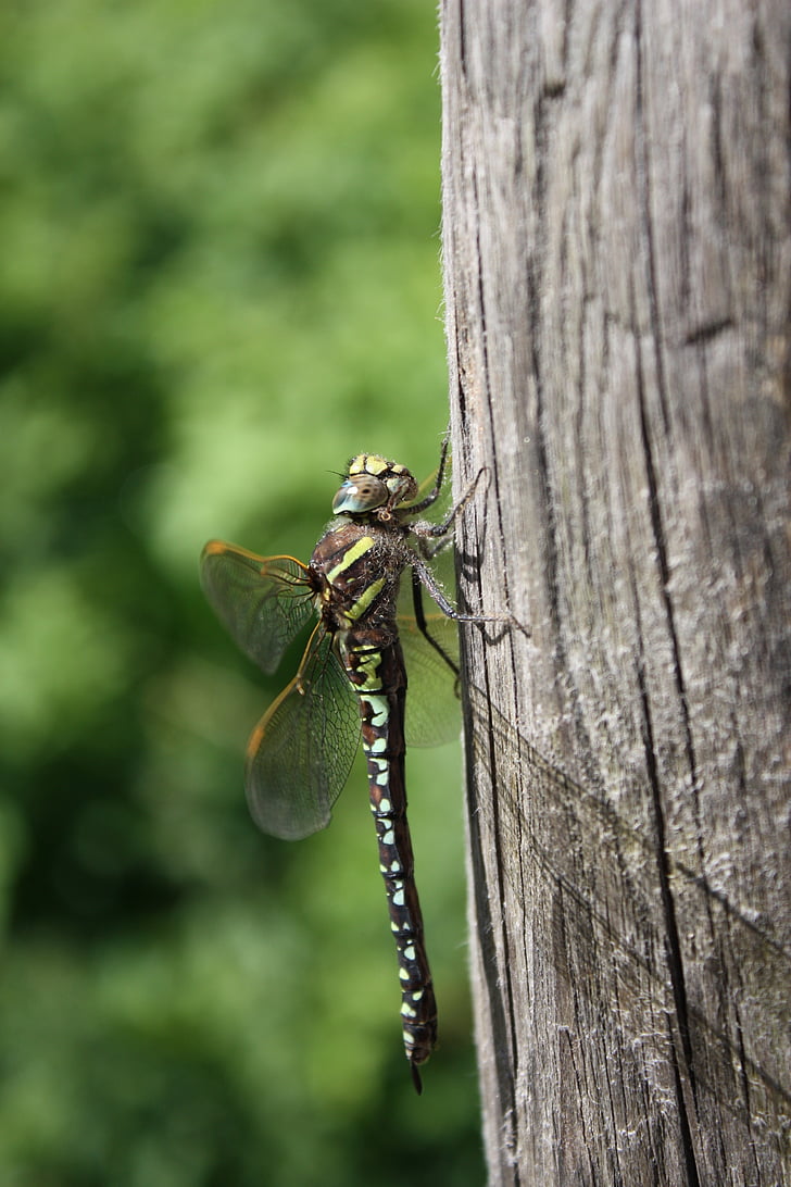 Dragonfly, hmyz, strom
