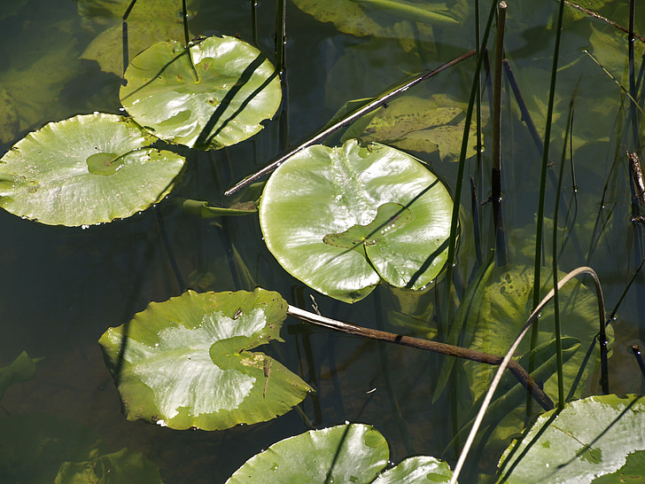 water lily, nature, plant