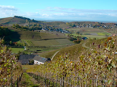 kebun anggur, musim gugur, winegrowing, alam, anggur, pemandangan, bottenau