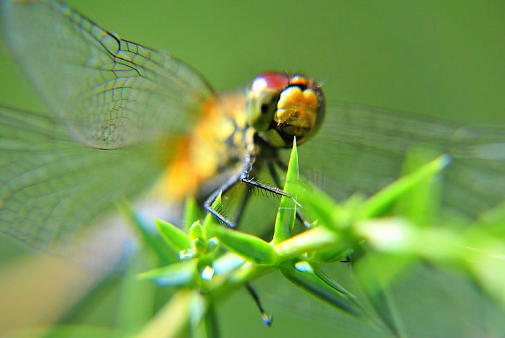 ważka, insectos, la parte delantera de la, ojos, alas, Closeup, libélula