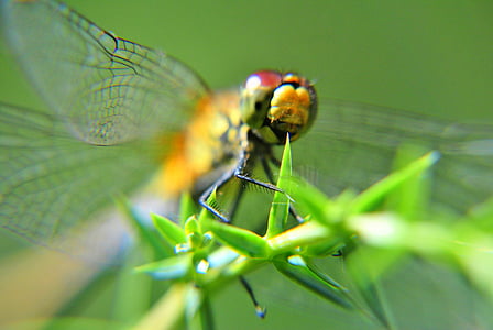 ważka, insecte, la part davantera de la, ulls, ales, close-up, libèl·lula