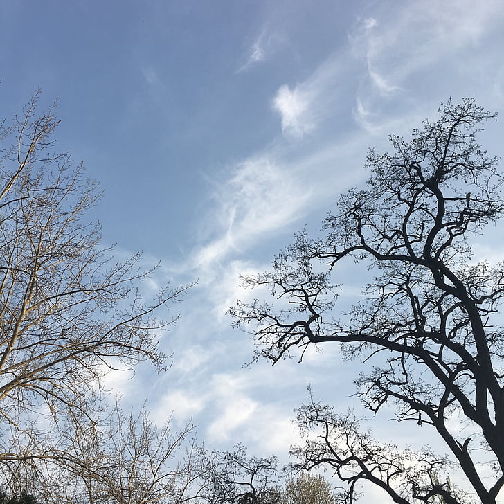 cielo, rama, nube blanca, cielo azul, naturaleza, árbol, al aire libre