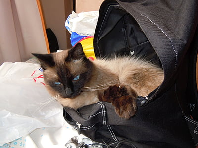 katė, krepšys, naminių gyvūnėlių, vidaus, kačių, gyvūnų, kačiukas
