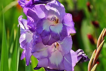 Gladiolus, blå, Sommer, lilla, natur, blomster, vokse