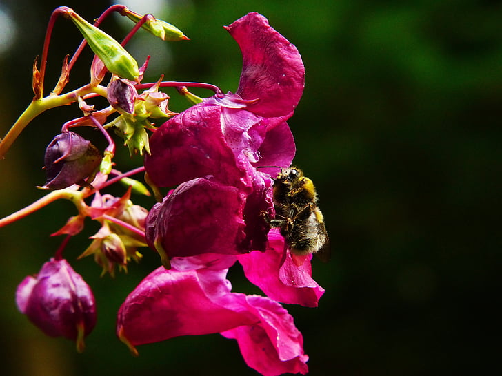 springkraut Índia, Bàlsam d'Himàlaia, Hummel, insecte, anual, flors silvestres, Herba vermella primavera