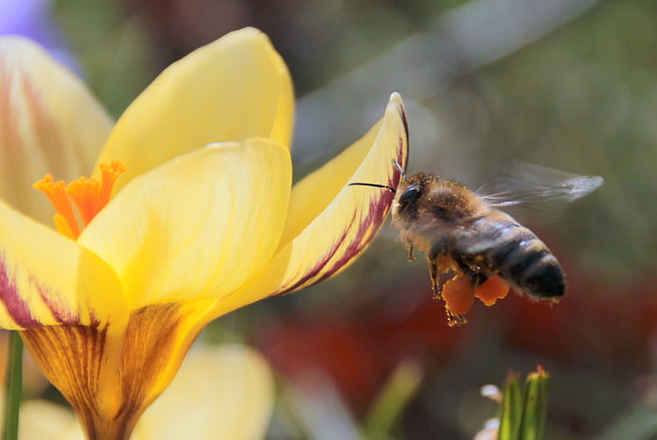lebah, nektar, terbang, mencari makan, pertanda musim semi, lebah dalam pendekatan, serangga