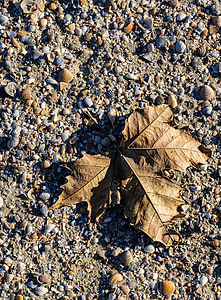 liść, piasek, cień, małże, światło, jesień, Natura