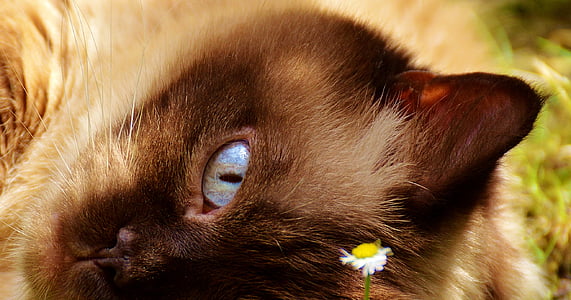 cat, british shorthair, fur, brown, beige, cute, sweet