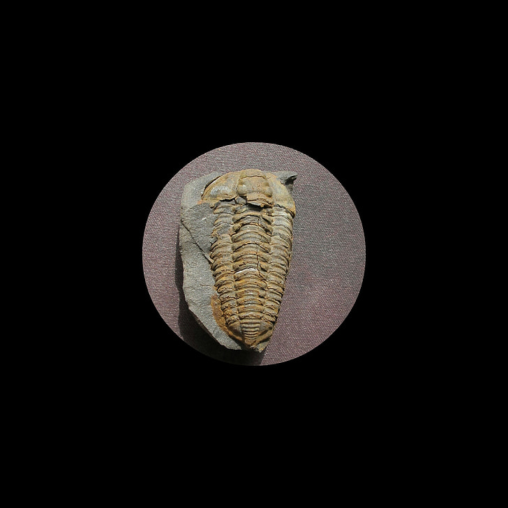 fosil, trilobite, colpocoryphe bohemica