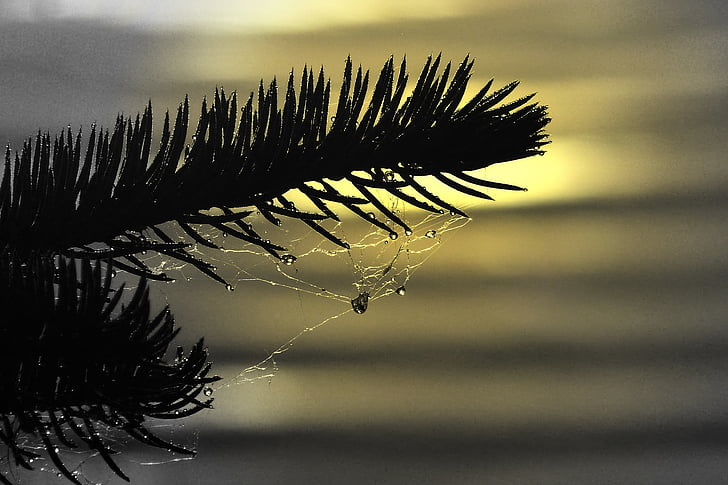 fir, branch, spider web, rain drops, sun set, close-up, nature