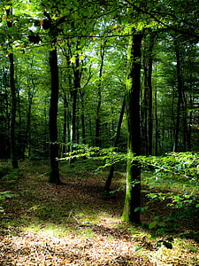 træer, underskoven, skov, natur, træ, blad, efterår
