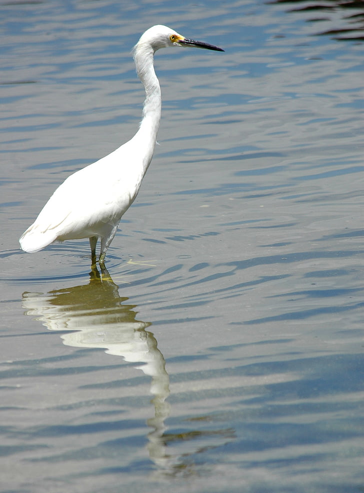 Бяла чапла, птица, Egretta, вода, отражение, вода птица, wader