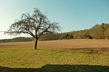 tree, field, sun, sky, landscape, arable, autumn