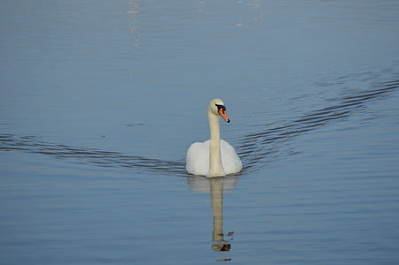 Swan, mer, fuglen, natur, vann