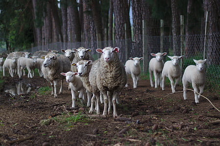 овцы, стадо, пастбище, стадо, животное, Луг, млекопитающее