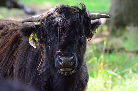 rundvlees, Highland rundvlees, koe, zwart, bont, hoorns