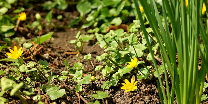 daba, Flora, zemes, puķe, dārza, savvaļas augi, dzeltena