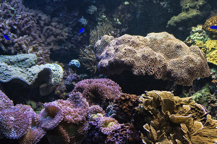 Aquarium, poisson, récif, corail, sous l’eau, aquatique, mer