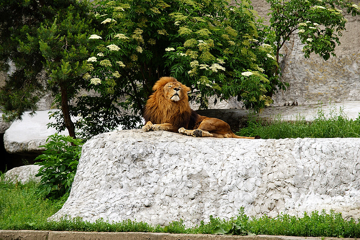 lion, king, the mane, animal, head, fauna, catwalk