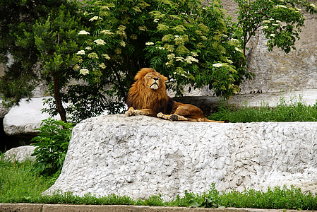 lejon, kungen, i manen, djur, huvud, fauna, catwalk