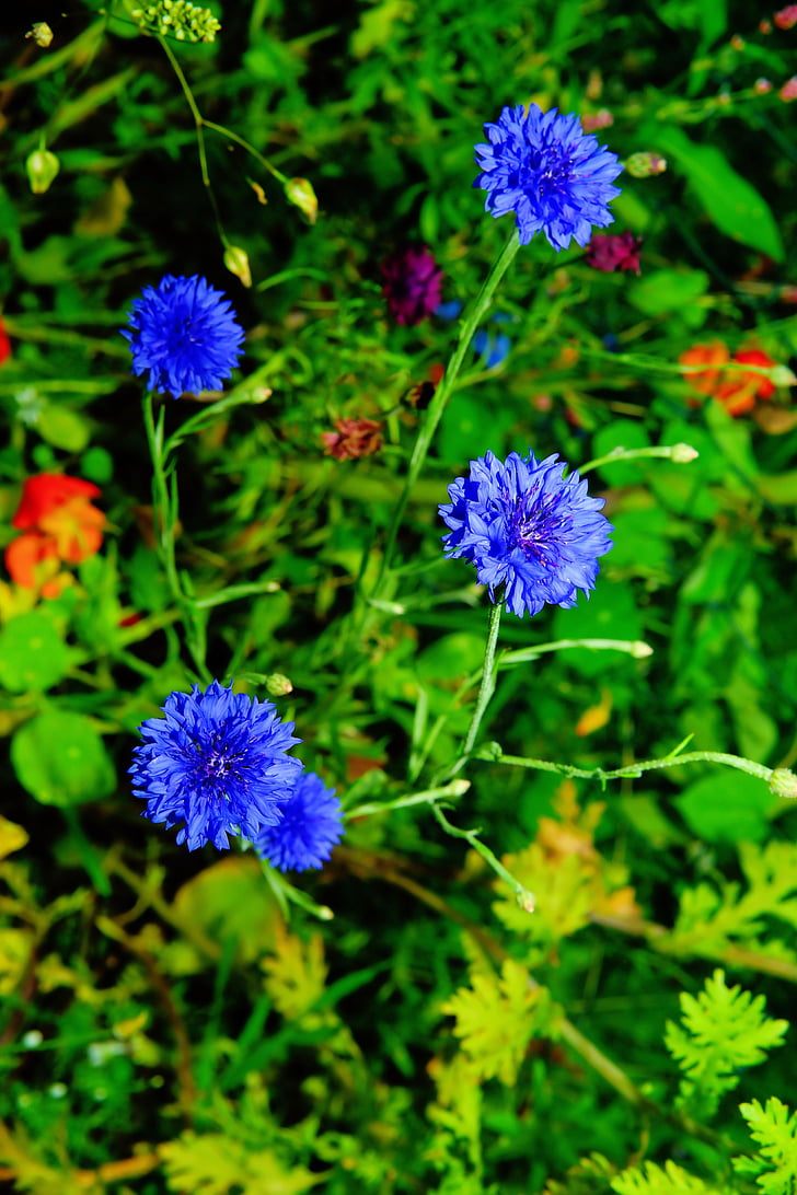 kukat, luonnonvaraisia kukkia, Ruiskukat, sininen, kesällä, kasvi, kenttä