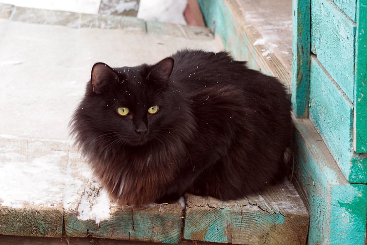 black cat, dacha, animals, the first snow, view, domestic cat, one animal