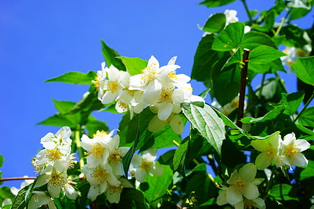 Mock orange, Jasmin, fleurs, blanc, arbuste de sifflet européen, Philadelphe coronaire, arbuste de sifflet pâle
