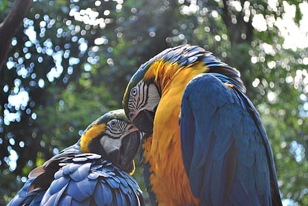 uccelli, Arara, uccello, pappagallo, esotici, ali blu, giallo al seno
