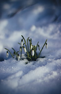 flower, green, leaf, plant, nature, outdoor, snow